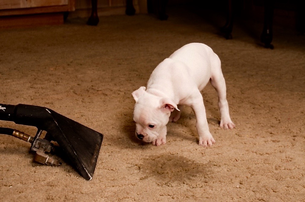 5. cleaning stains and odors from pets on carpet